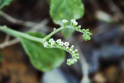 High angle view of small plant