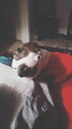 Close-up portrait of dog relaxing at home