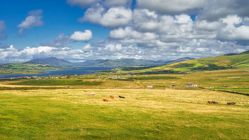 View from kerry cliffs on resting or grazing cattle on fields and pastures