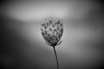 Close-up of wilted plant