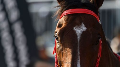 Close-up of horse