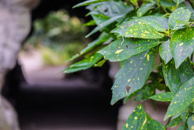 Close-up of raindrops on plant leaves