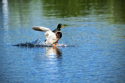 Swans swimming in lake