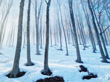 Sunlight and fog among the trunks of a snowy forest