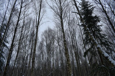 Low angle view of bare trees in forest