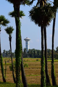 Scenic view of palm trees on field against sky