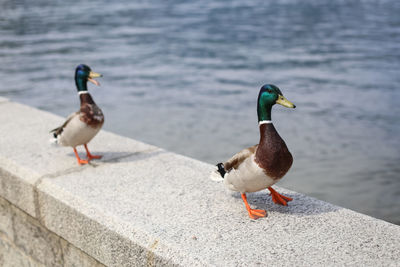 Close-up of ducks by water