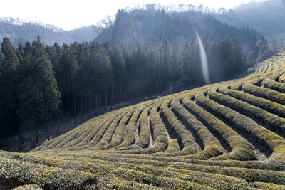 Panoramic view of green tea farm against sky