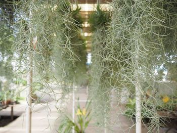 Full frame shot of succulent plants