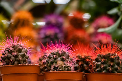 Beautiful succulents in pots. blooming cactus close-up. selective focus