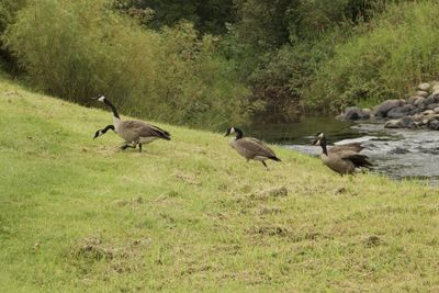 Birds on field