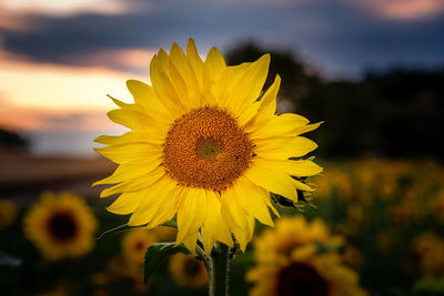 Close-up of sunflower on field against sky