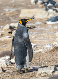 Close-up of penguin