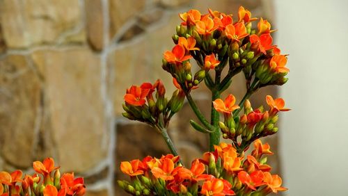 Close-up of red flower blooming outdoors