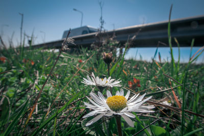 Close-up of white flowering plants on field