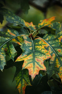Close-up of yellow maple leaves on field