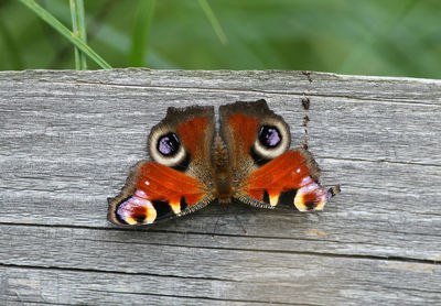 Butterfly on wood