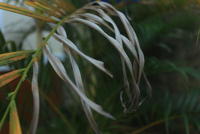 Close-up of plant growing on field