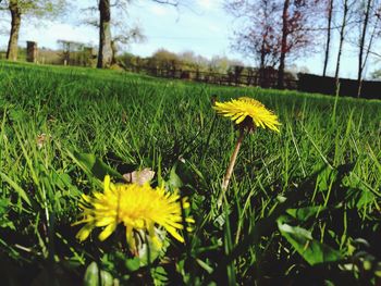 Close-up of yellow flowers blooming on field