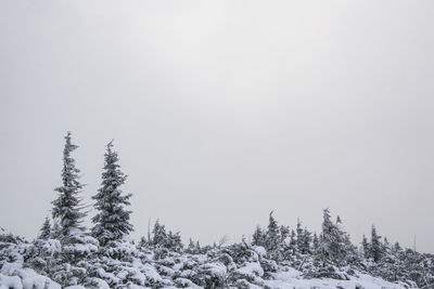 Trees on snow covered landscape against clear sky