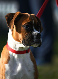 Close-up of dog looking away