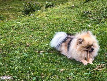 High angle view of dog on field