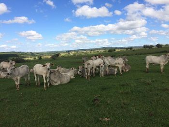 Cows grazing on field against sky