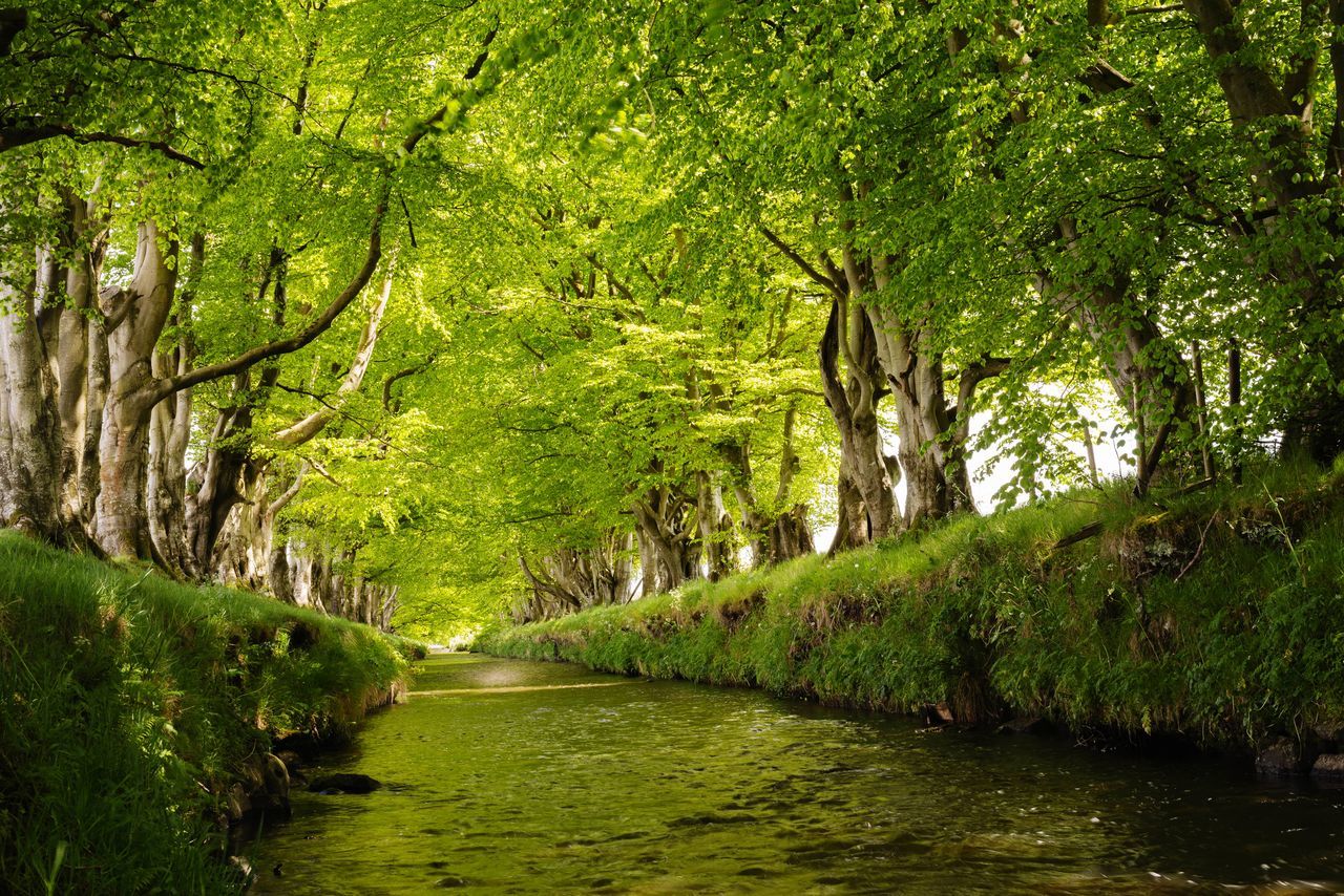 STREAM AMIDST TREES IN FOREST