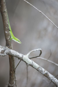 Close-up of bird perching on branch