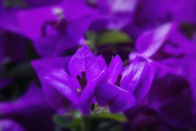 Close-up of purple flower blooming outdoors