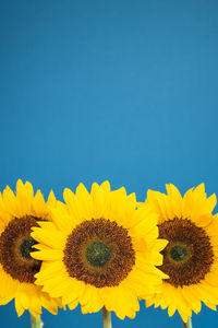 Close-up of sunflower against blue sky