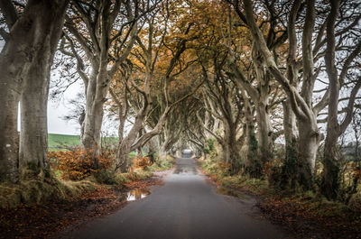 Road amidst trees in forest