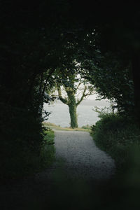 Road amidst trees and plants