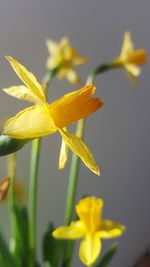 Close-up of yellow flowers blooming outdoors