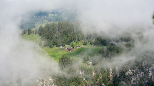 Panoramic shot of trees on land