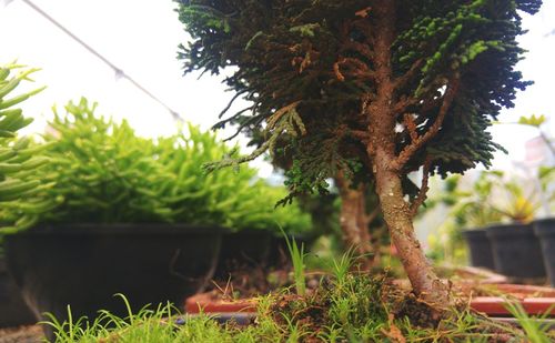 Close-up of tree branch