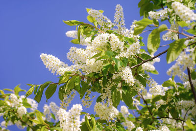 Low angle view of white flowering plant