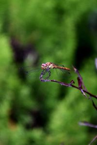 Close-up of insect on plant