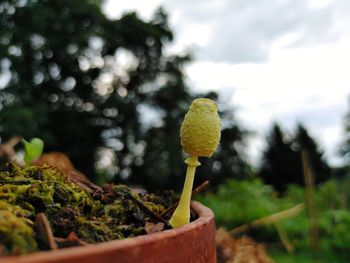 Leucocoprinus birnbaumii, a.k.a.. the plantpot dapperling...