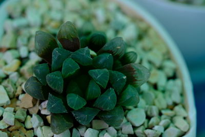 Close-up of succulent plant