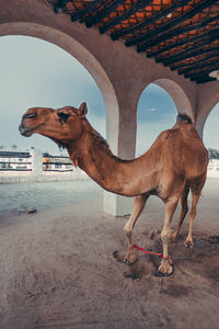 Side view of camels on beach