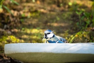 Close-up of bird perching on a wood