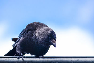 Close-up of bird perching on railing against clear sky