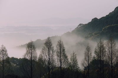 Panoramic view of forest against sky at sunset