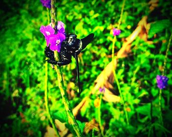 Close-up of honey bee on purple flower