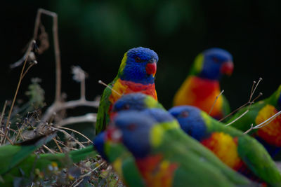 Close-up of parrot perching on plant