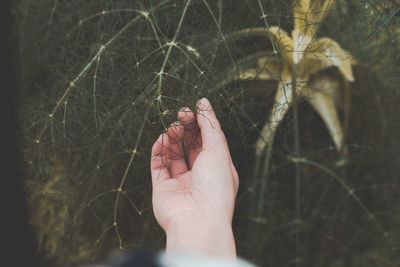 Close-up of hand holding plant