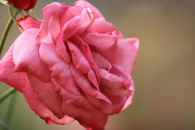 Close-up of pink rose