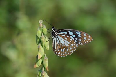 Close-up of butterfly pollinating flower