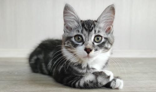 Portrait of cat relaxing on floor